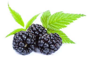 Blackberries with leaves clipart