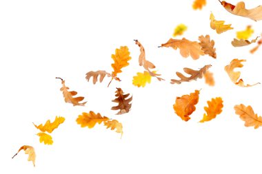 Falling Oak Leaves clipart