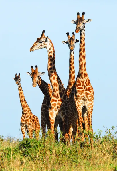 Familie van giraffen — Stockfoto