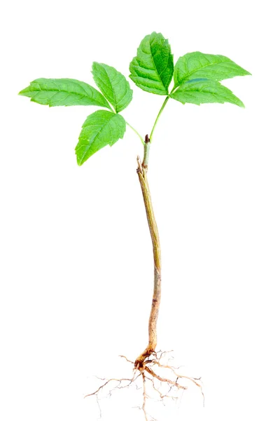 Junger Baum — Stockfoto