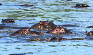 Group of hippos clipart