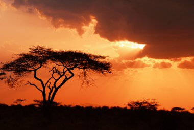 Beautiful african sunset clipart