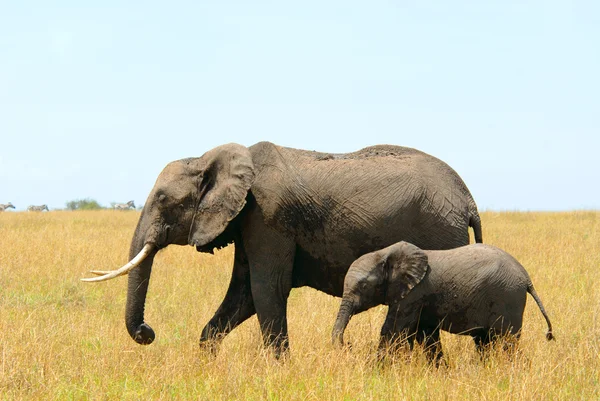 Éléphants d'Afrique mère et bébé — Photo