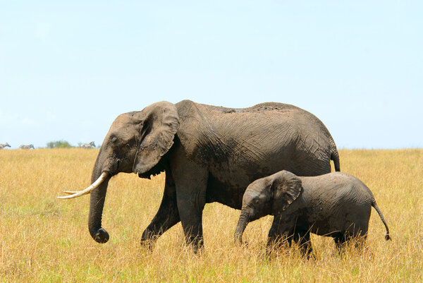 Walking african elephants mother and baby (Masai Mara Reserve, Kenya)