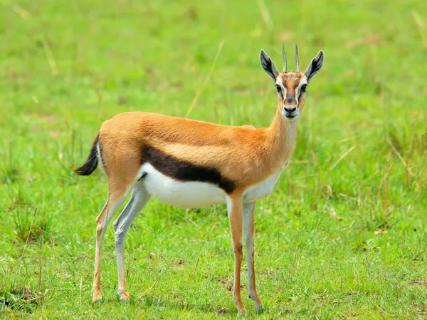 Weibliche Thomson-Gazelle — Stockfoto