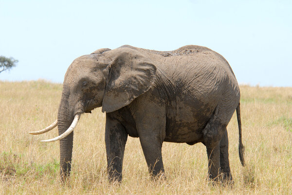 African elephant standing in a grass (Masai Mara Reserve, Kenya)