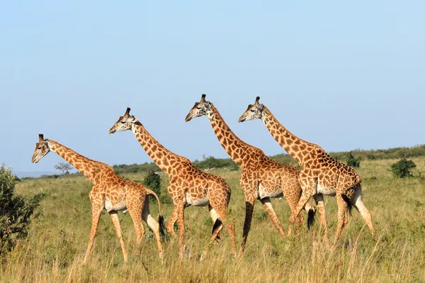Zürafalar grup yürüyüş — Stok fotoğraf