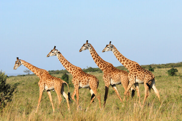 Walking group of giraffes