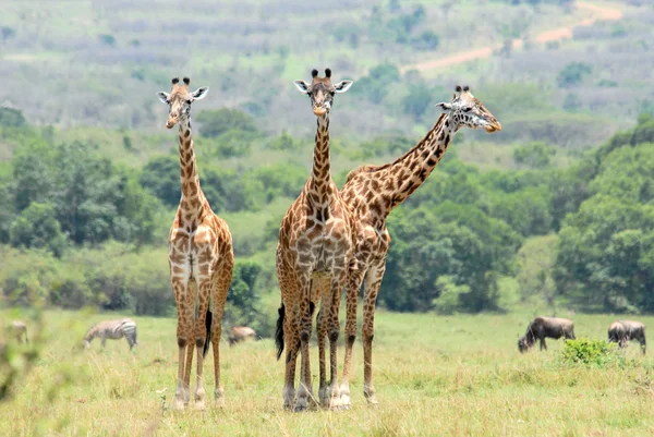 Drie permanente giraffen — Stockfoto