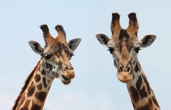 Giraffes portrait — Stock Photo, Image