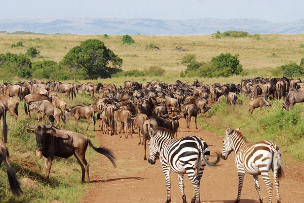 Antelopes Gnu e zebras — Fotografia de Stock