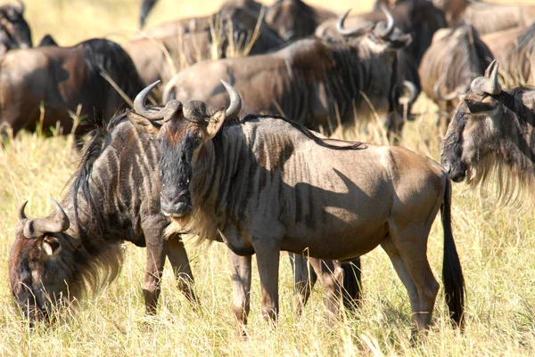 Antilopen gnu — Stockfoto