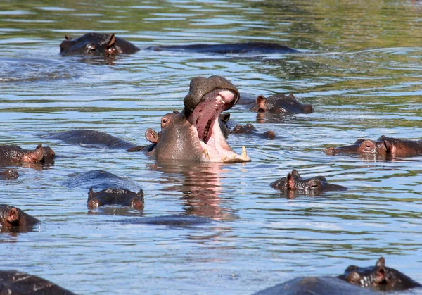 Hipopótamo bostezante con familia —  Fotos de Stock