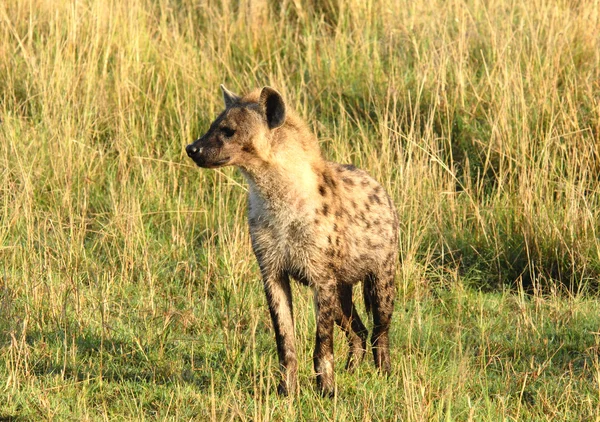 Hyena — Stock Photo, Image