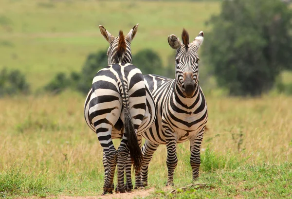 Paar van Zebra 's — Stockfoto