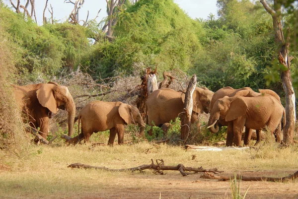 Manada de elefantes africanos comendo arbusto — Fotografia de Stock