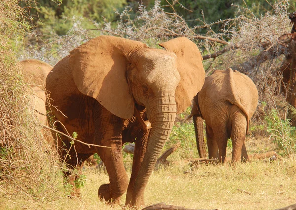 Caminhando elefante africano da frente — Fotografia de Stock