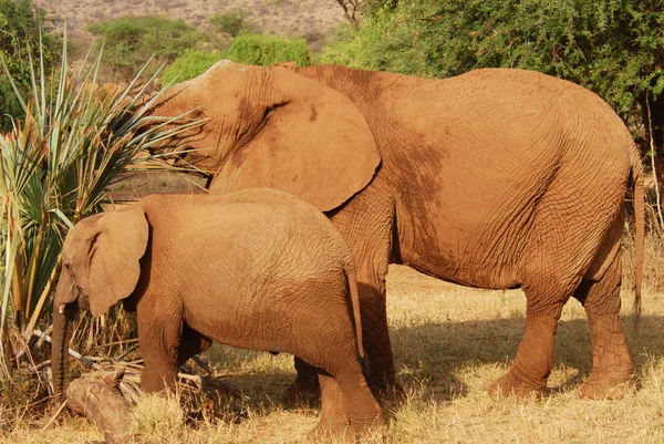Elefantes africanos mãe e bebê comendo — Fotografia de Stock
