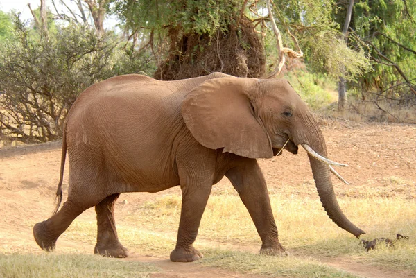 Elefante africano ambulante — Fotografia de Stock