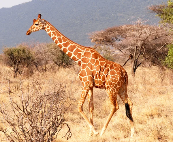 Chodící žirafa — Stock fotografie