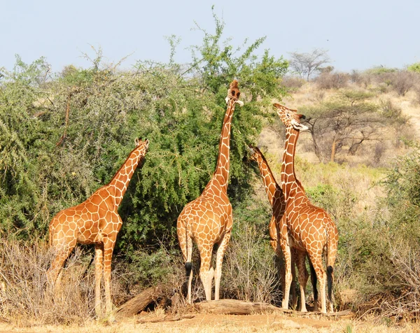 Grupo de girafas comendo árvores — Fotografia de Stock