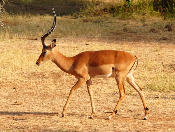 Wandelen impala — Stockfoto