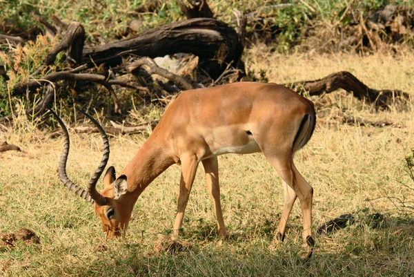 Impala frisst Gras — Stockfoto