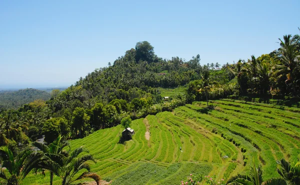 stock image Classic asian rice field