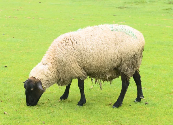 Suffolk Sheep — Stock Photo, Image