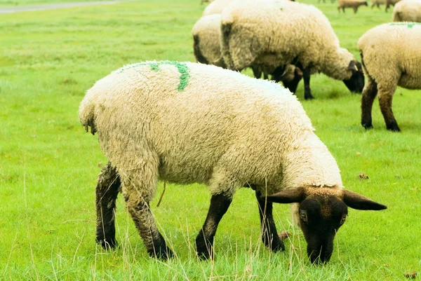 Young Suffolk Sheep — Stock Photo, Image