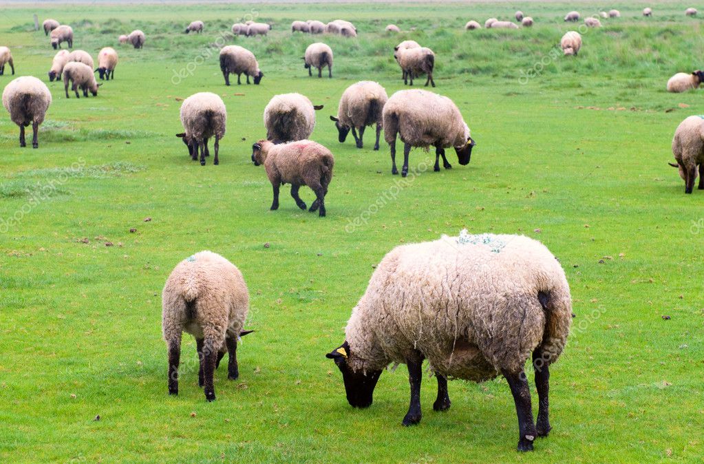 羊写真素材 ロイヤリティフリー羊画像 Depositphotos
