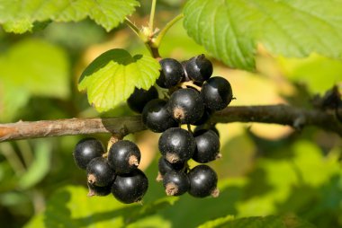 Branch of black currant clipart