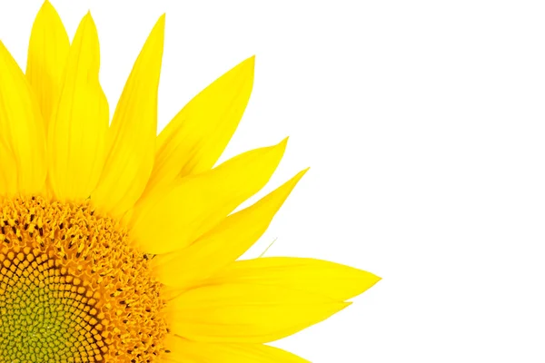 stock image Sunflower