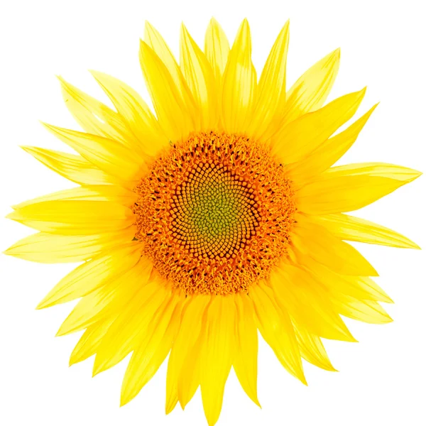 stock image Sunflower