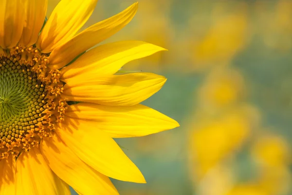 stock image Sunflower