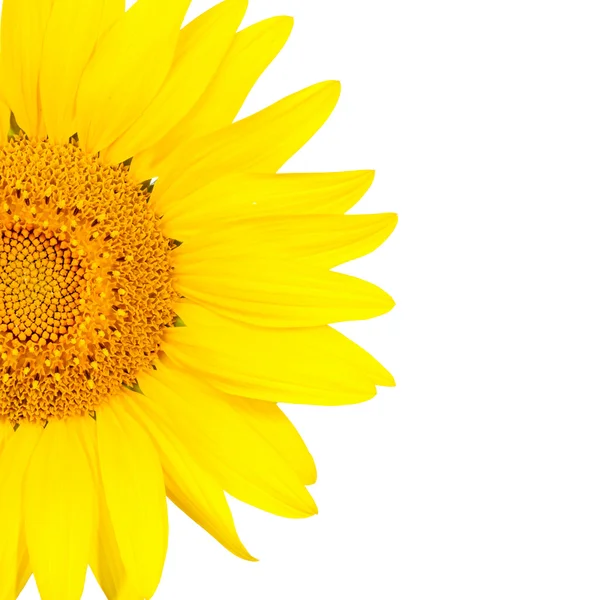 stock image Sunflower