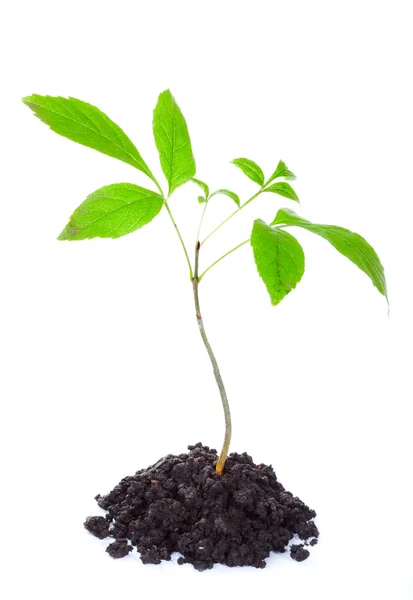 Young tree — Stock Photo, Image