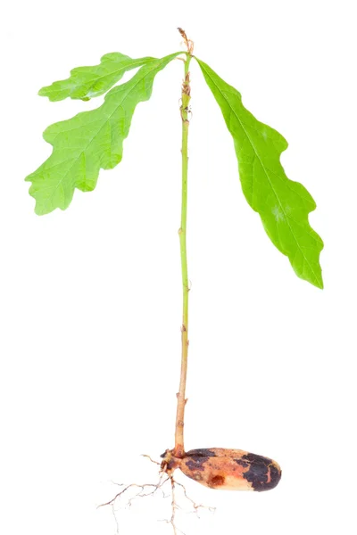 stock image Young oak tree