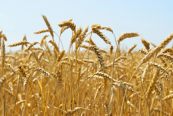 stock image Wheat