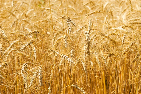 Wheat (rye) background — Stock Photo, Image