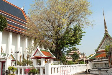 Kutsal bodhi ağacı