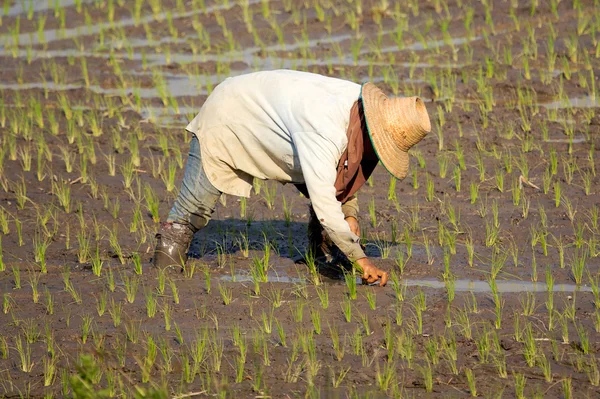 Фермер Таиланда — стоковое фото