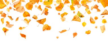 Panoramic Autumn Leaves clipart