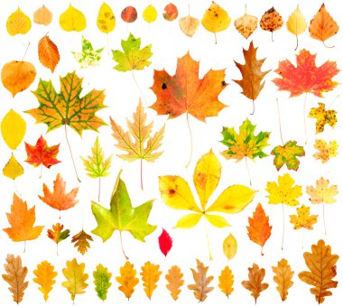 Autumn Leaves Collection clipart