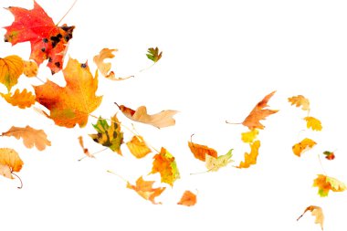 Falling Autumn Leaves clipart