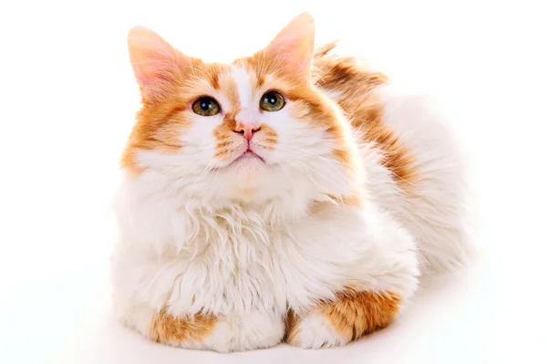 Kotimainen kissa — kuvapankkivalokuva