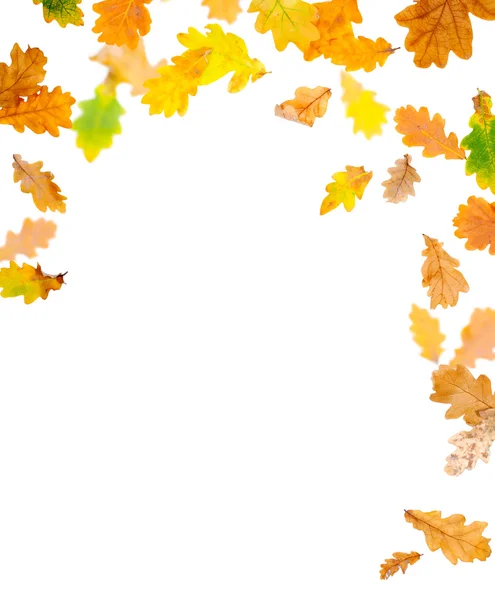 Autumn Oak Leaves — Stock Photo, Image