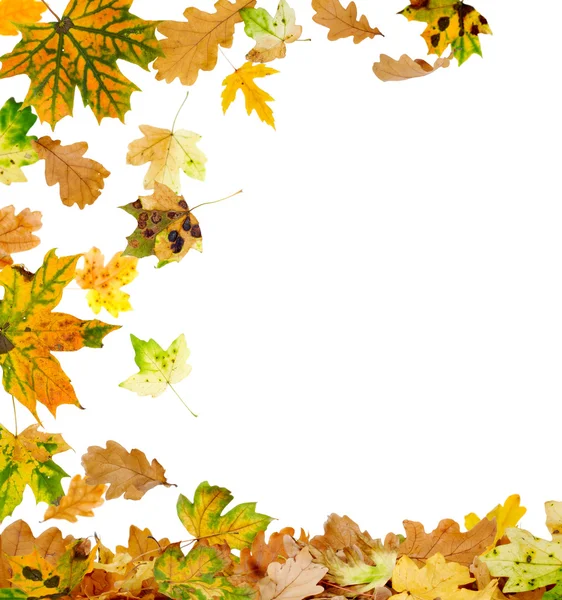 Hojas de otoño multicolores — Foto de Stock
