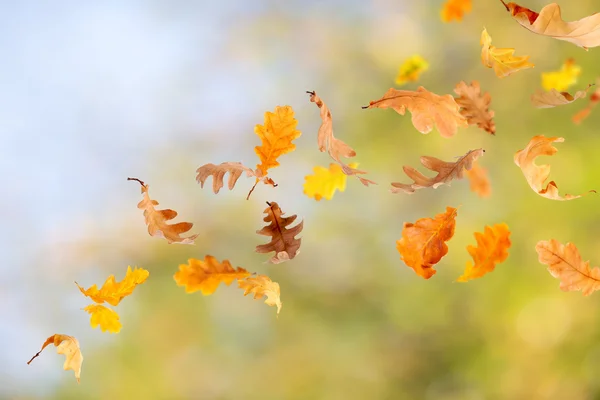Fallende Eichenblätter — Stockfoto