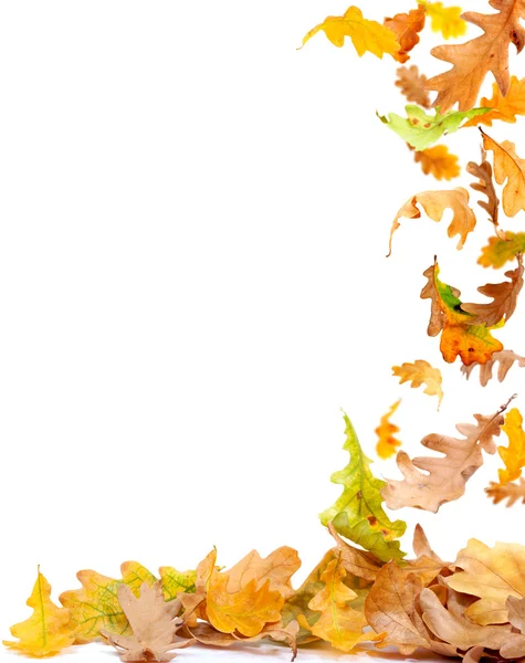 Marco de hojas de otoño — Foto de Stock
